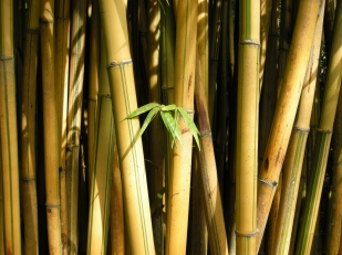 Flavidorivens bamboo.