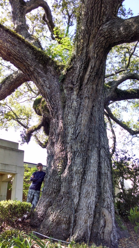 oak mature Jacksonville