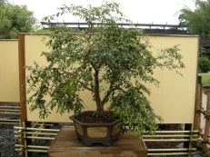 bonsai (1)