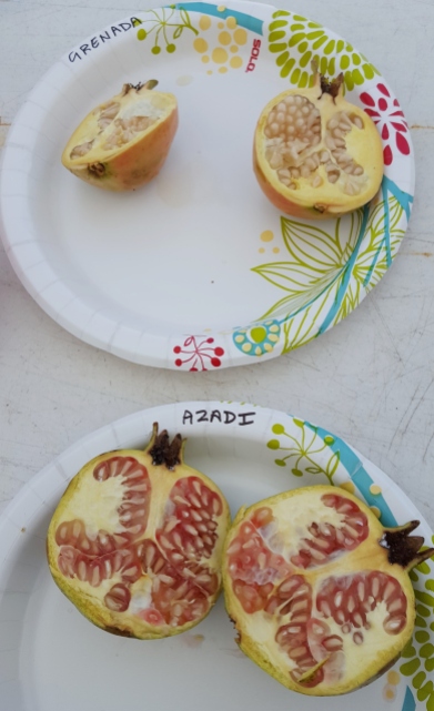 Ripe fruit, sliced open.