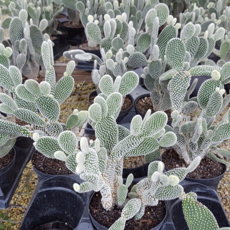 These opuntias are covered with soft-looking spines that impale your fingers.