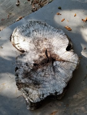 I cut this stump slab in half for the base.